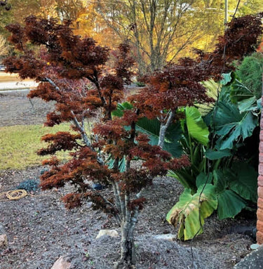 Acer palmatum 'Shishigashira' - mapleridgenursery